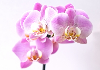 Expo-salon // Amour d’Orchidées