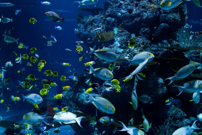 Stage // Arts Plastiques - Les fonds marins